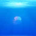 世界で2番目に深いブルーホールがメキシコ沖で発見